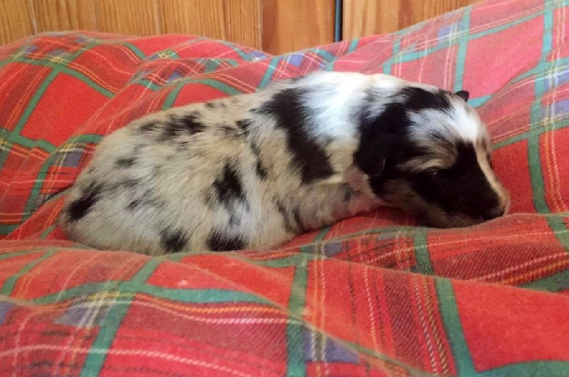Des mille eclats des tournesol - Shetland Sheepdog - Portée née le 03/02/2017