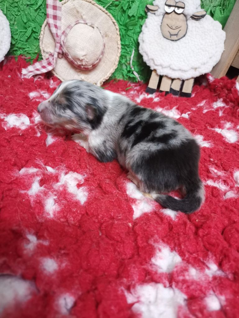 Des mille eclats des tournesol - Chiots disponibles - Shetland Sheepdog