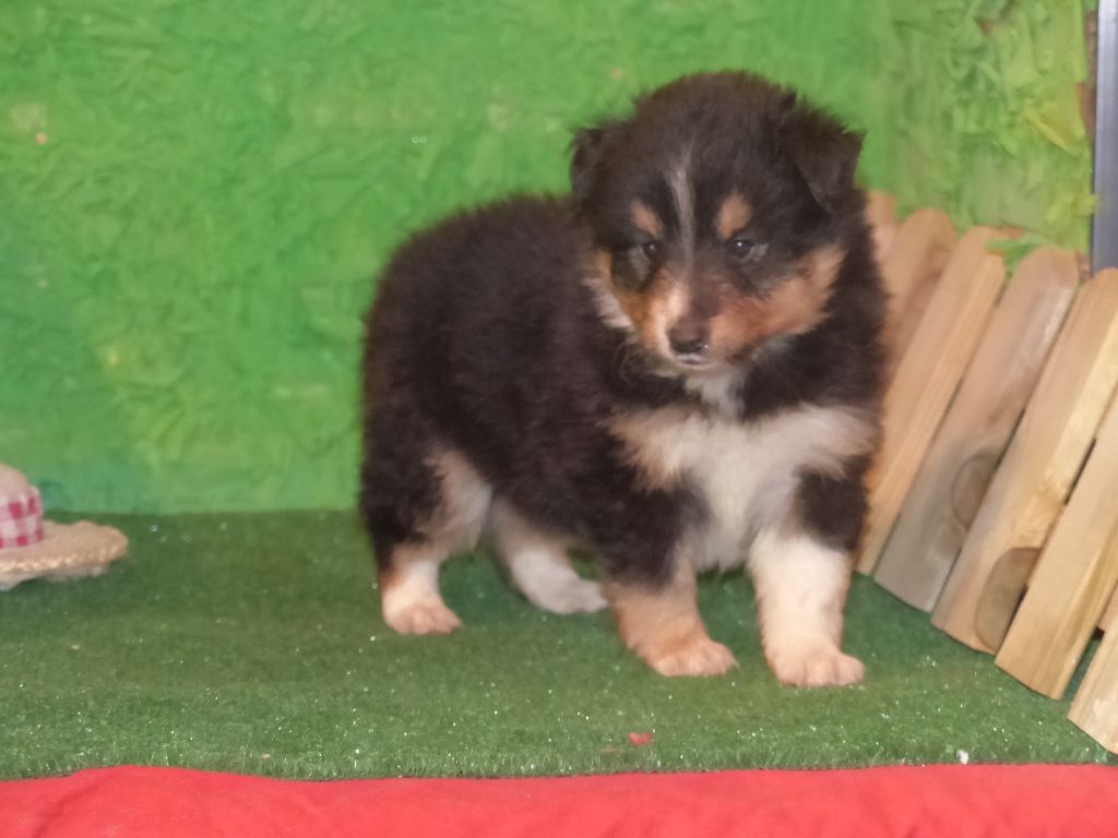 Des mille eclats des tournesol - Chiots disponibles - Shetland Sheepdog