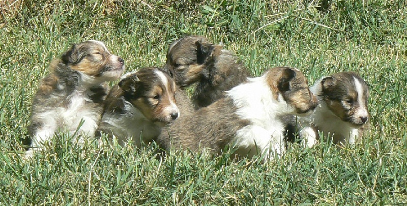 Des mille eclats des tournesol - Shetland Sheepdog - Portée née le 12/07/2010