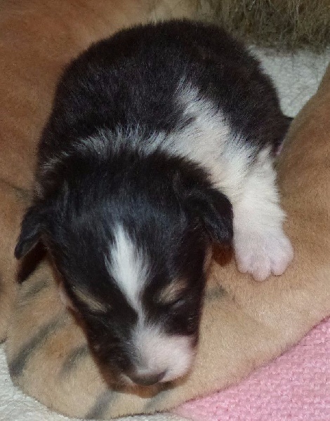 Des mille eclats des tournesol - Shetland Sheepdog - Portée née le 27/04/2015