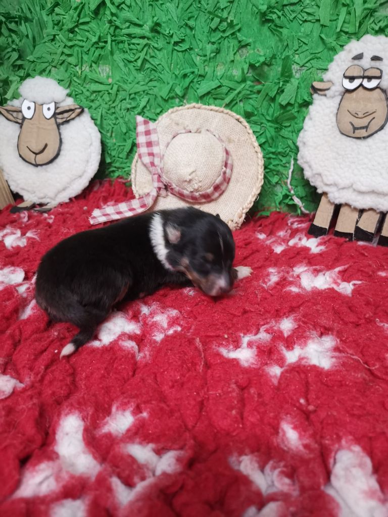 Des mille eclats des tournesol - Chiots disponibles - Shetland Sheepdog