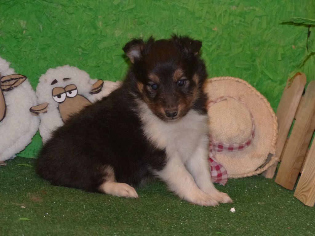 Des mille eclats des tournesol - Chiots disponibles - Shetland Sheepdog