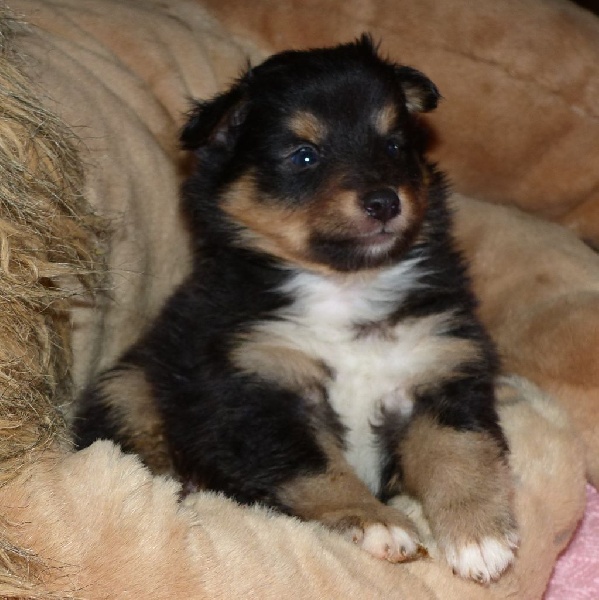 Des mille eclats des tournesol - Shetland Sheepdog - Portée née le 30/01/2015