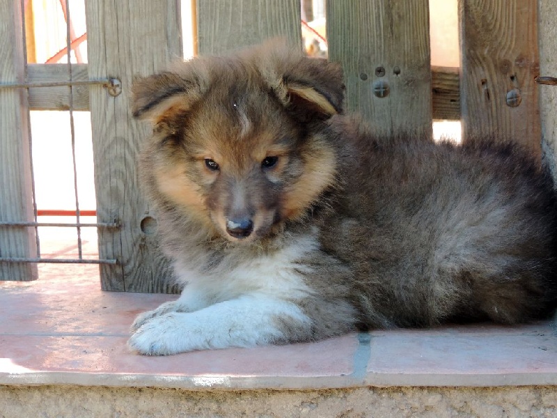 Des mille eclats des tournesol - Shetland Sheepdog - Portée née le 28/07/2015