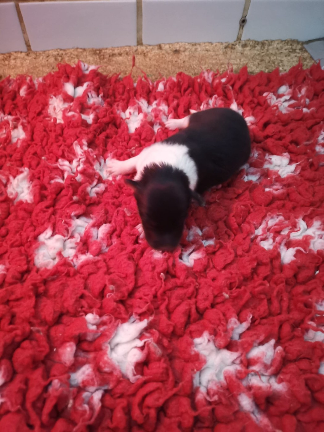 Des mille eclats des tournesol - Chiots disponibles - Shetland Sheepdog