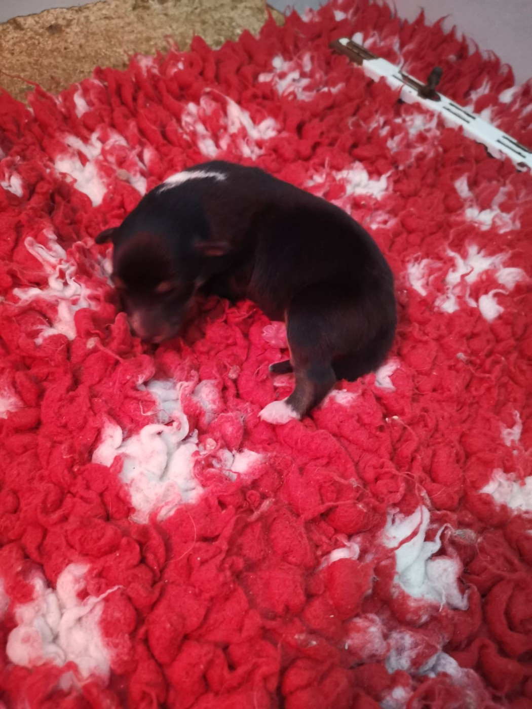 Des mille eclats des tournesol - Chiots disponibles - Shetland Sheepdog