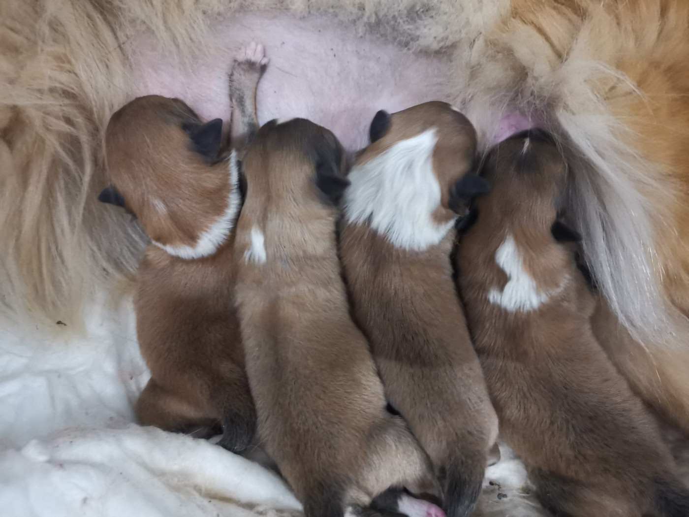Chiot Shetland Sheepdog Des mille eclats des tournesol
