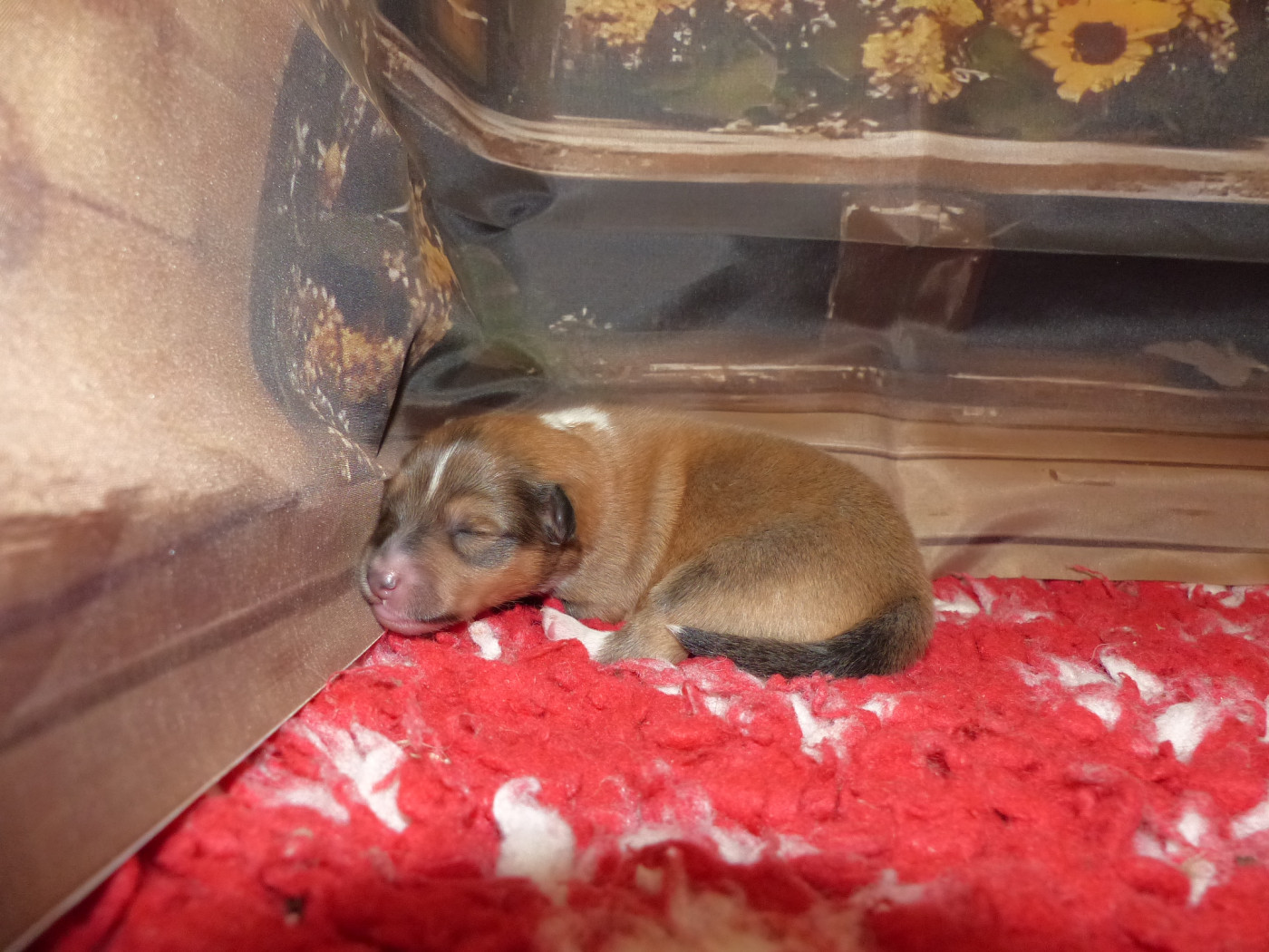 Des mille eclats des tournesol - Chiots disponibles - Shetland Sheepdog