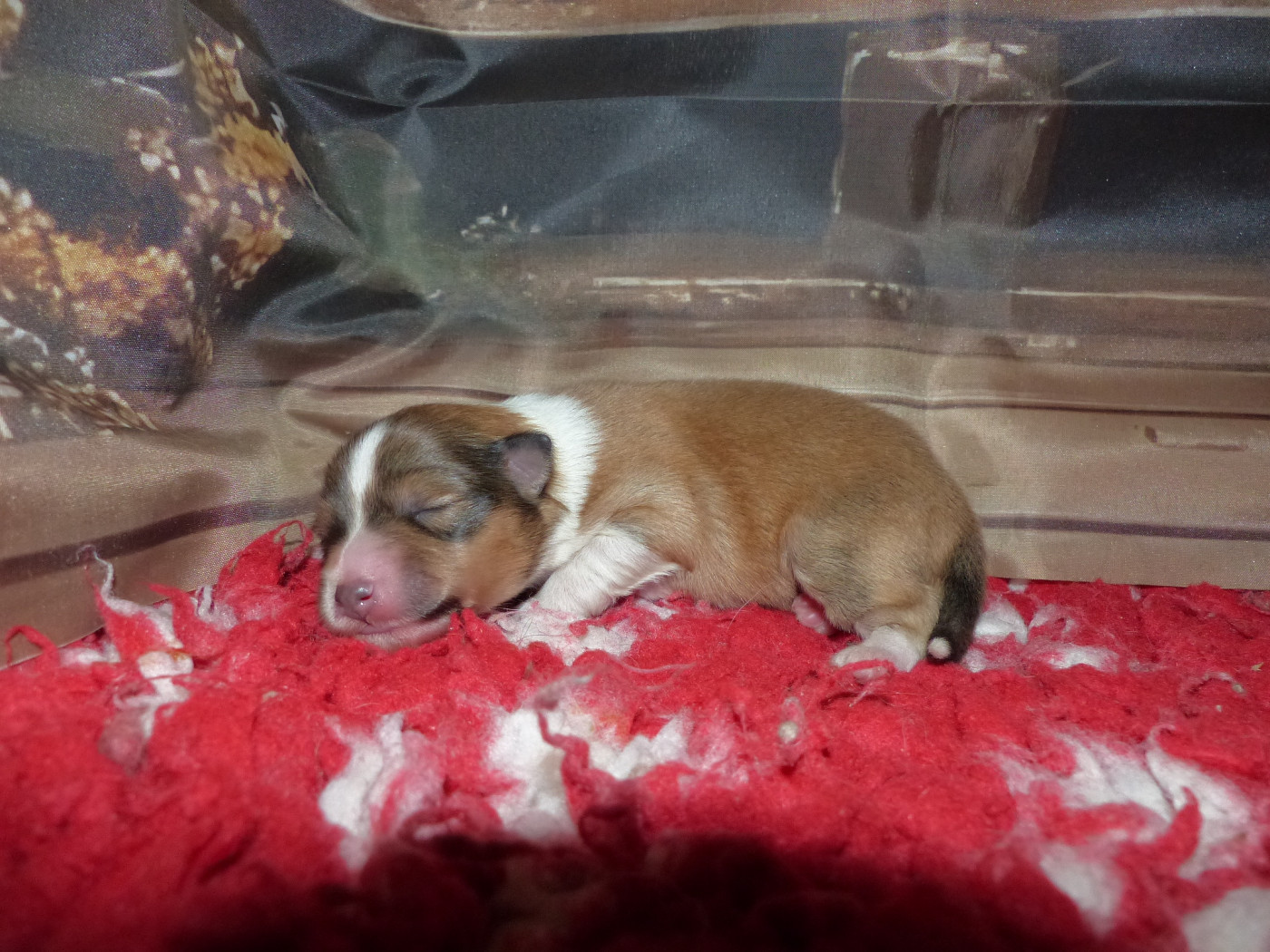 Des mille eclats des tournesol - Chiots disponibles - Shetland Sheepdog