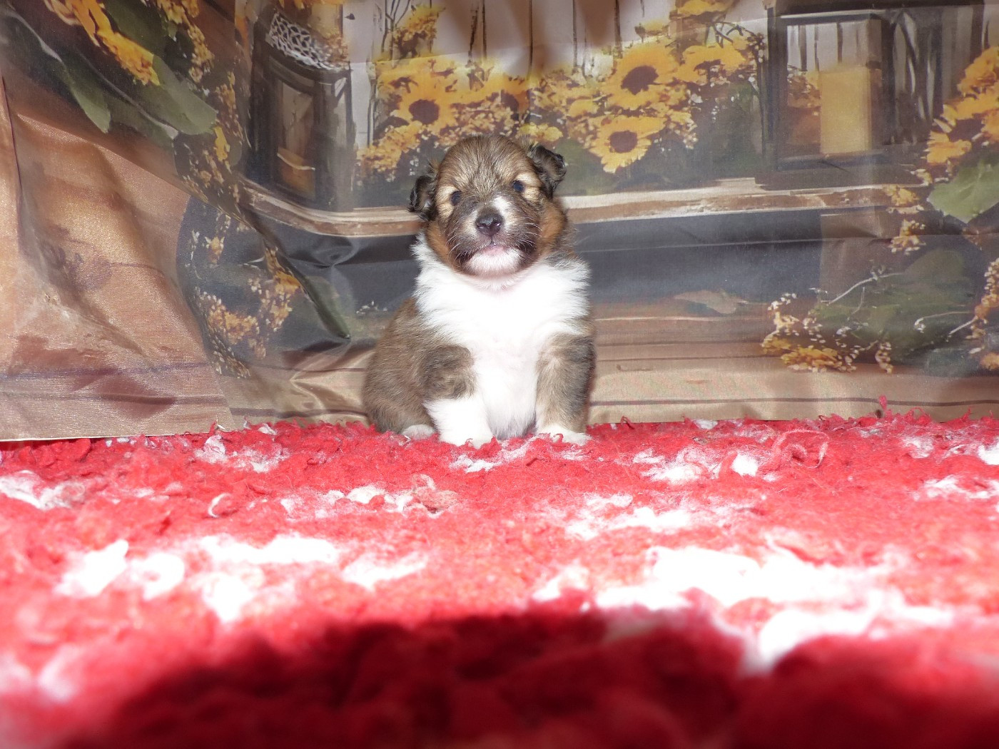 Des mille eclats des tournesol - Chiots disponibles - Shetland Sheepdog