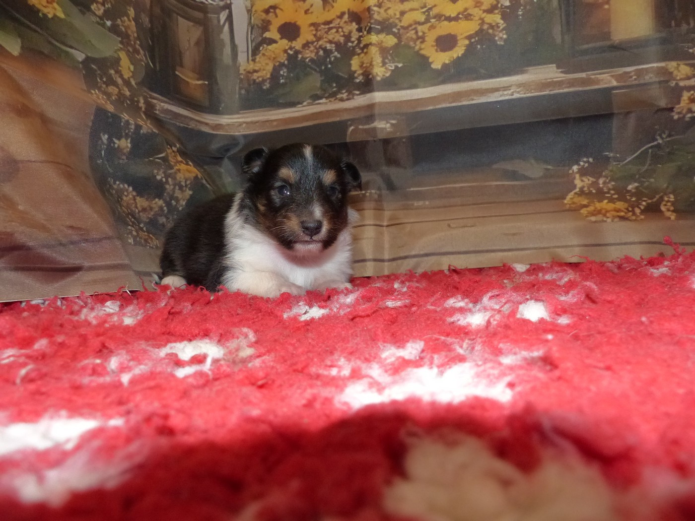 Des mille eclats des tournesol - Chiots disponibles - Shetland Sheepdog
