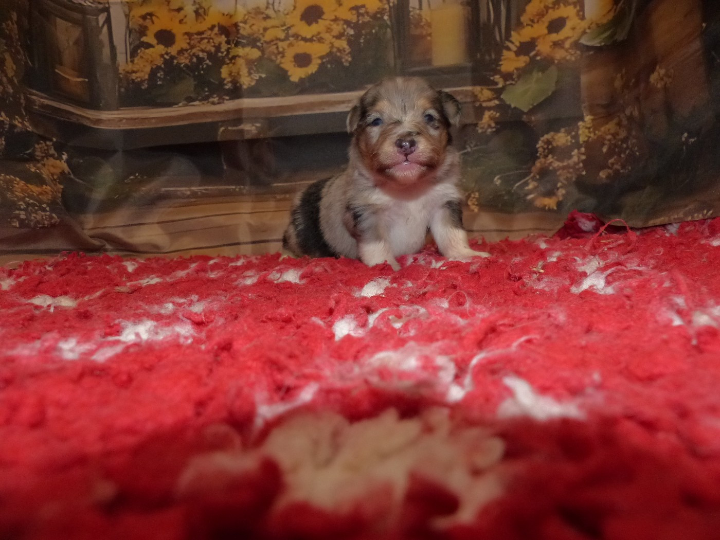 Des mille eclats des tournesol - Shetland Sheepdog - Portée née le 04/02/2026