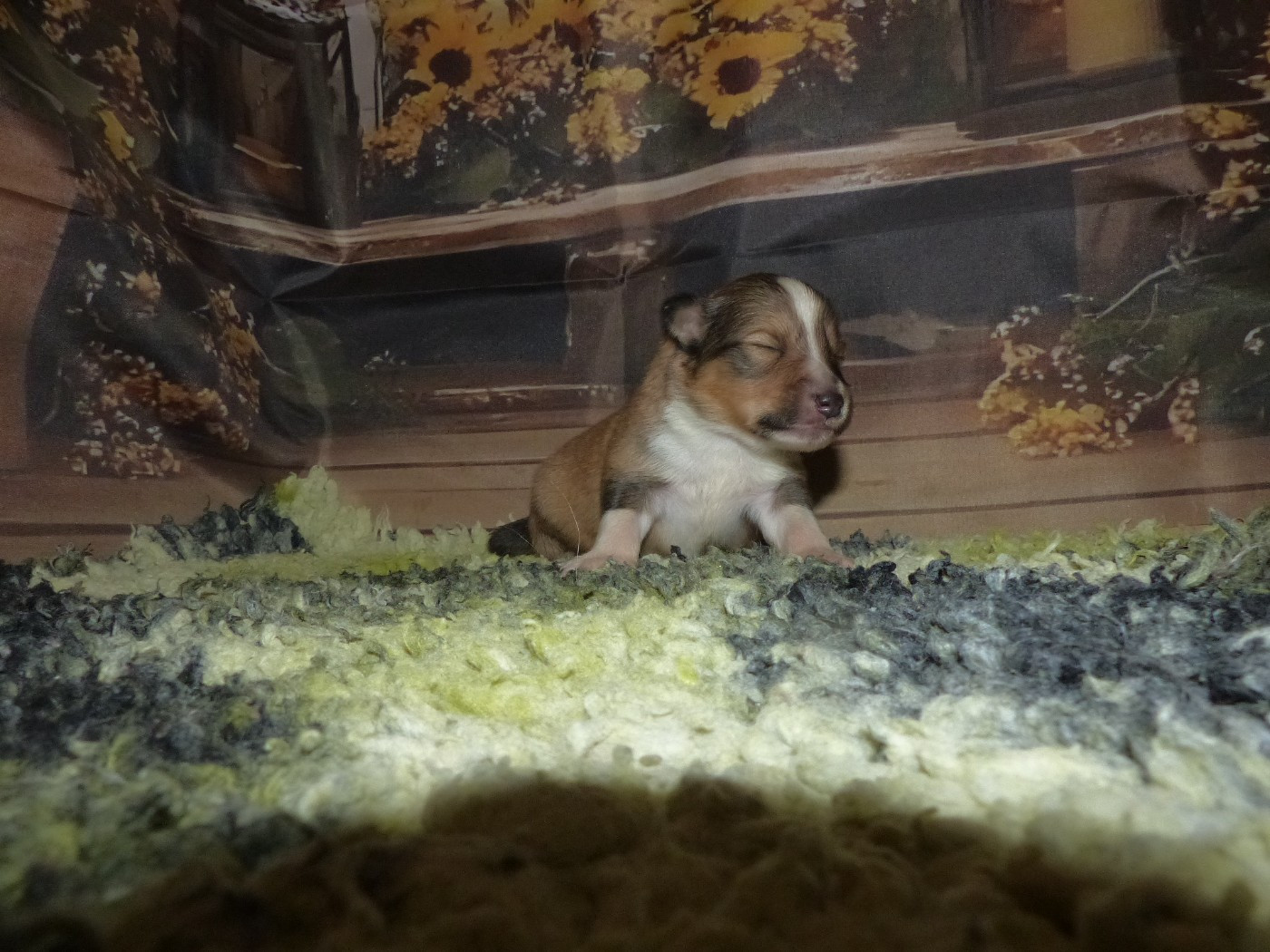 Des mille eclats des tournesol - Chiots disponibles - Shetland Sheepdog