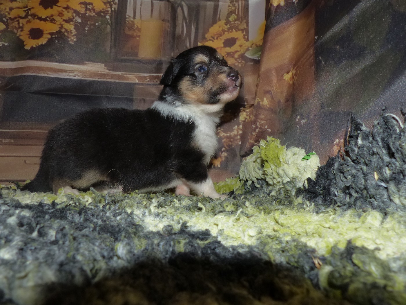 Des mille eclats des tournesol - Chiots disponibles - Shetland Sheepdog