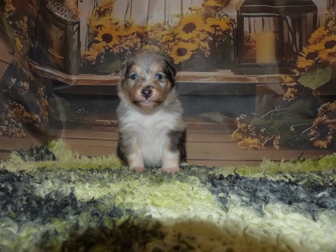 Des mille eclats des tournesol - Chiots disponibles - Shetland Sheepdog