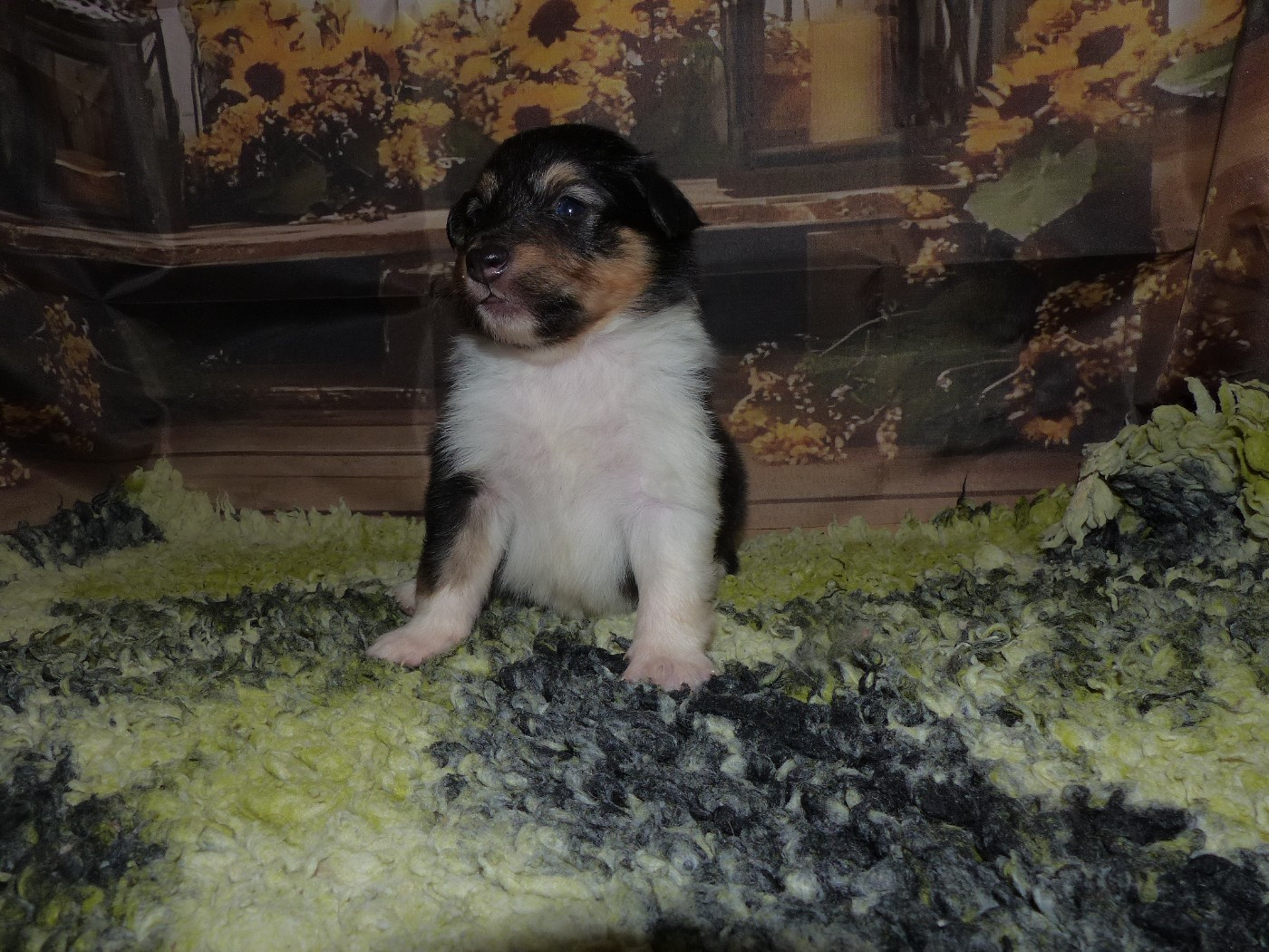 Des mille eclats des tournesol - Chiots disponibles - Shetland Sheepdog