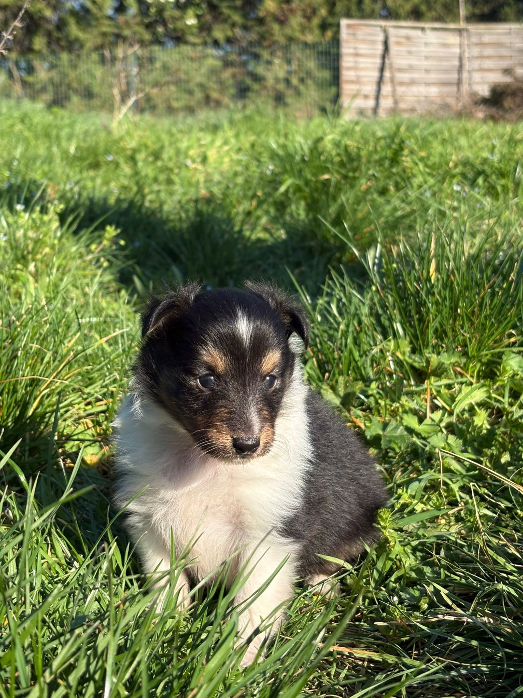 Des mille eclats des tournesol - Chiots disponibles - Shetland Sheepdog