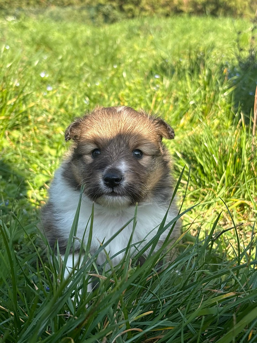 Des mille eclats des tournesol - Chiots disponibles - Shetland Sheepdog