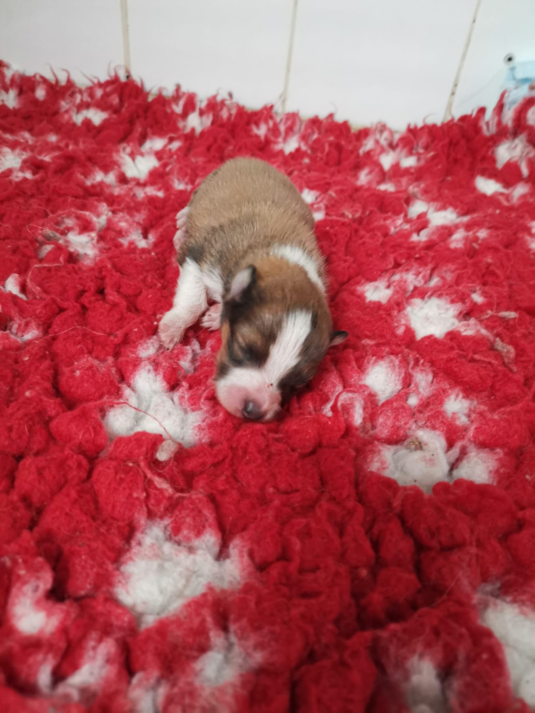 Chiot Shetland Sheepdog Des mille eclats des tournesol