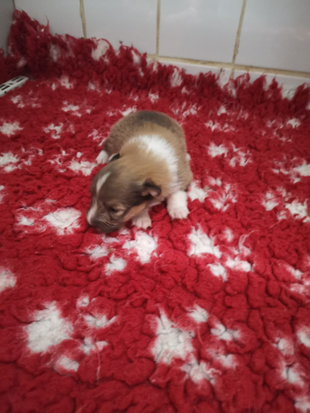 Des mille eclats des tournesol - Chiots disponibles - Shetland Sheepdog