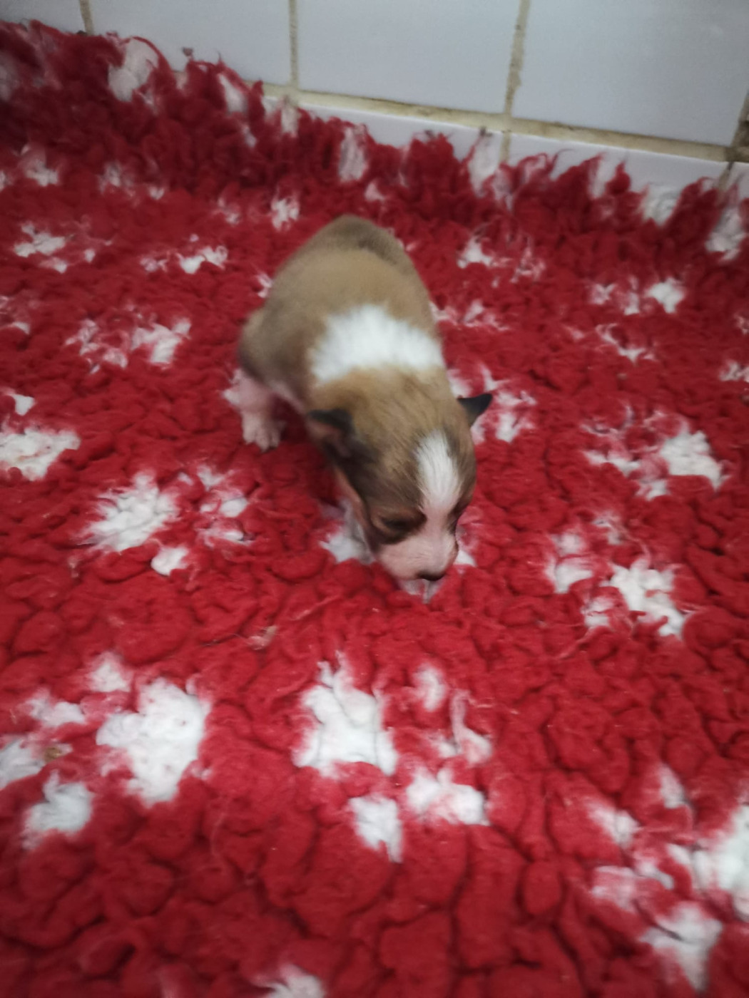Des mille eclats des tournesol - Chiots disponibles - Shetland Sheepdog