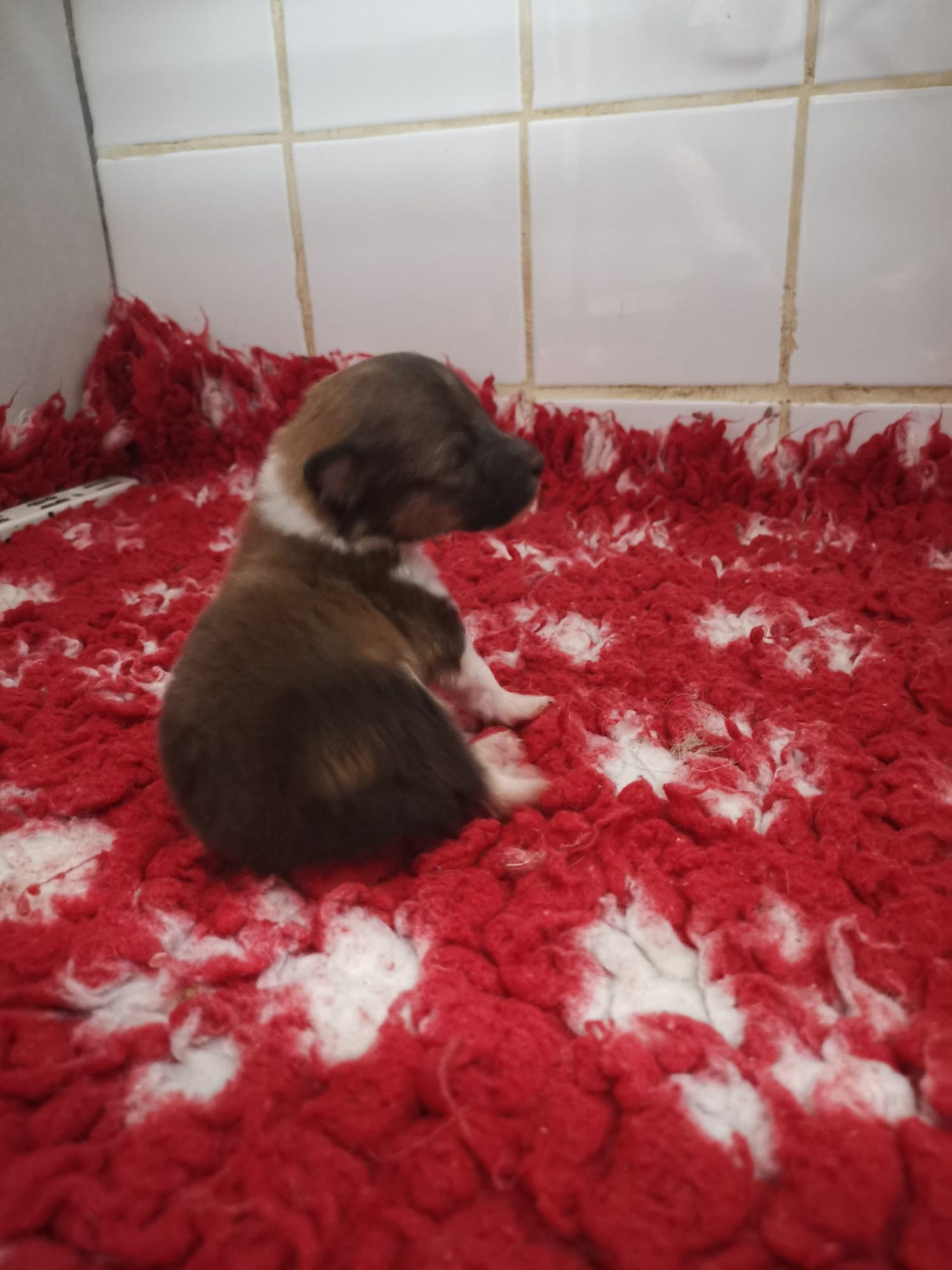 Des mille eclats des tournesol - Chiots disponibles - Shetland Sheepdog