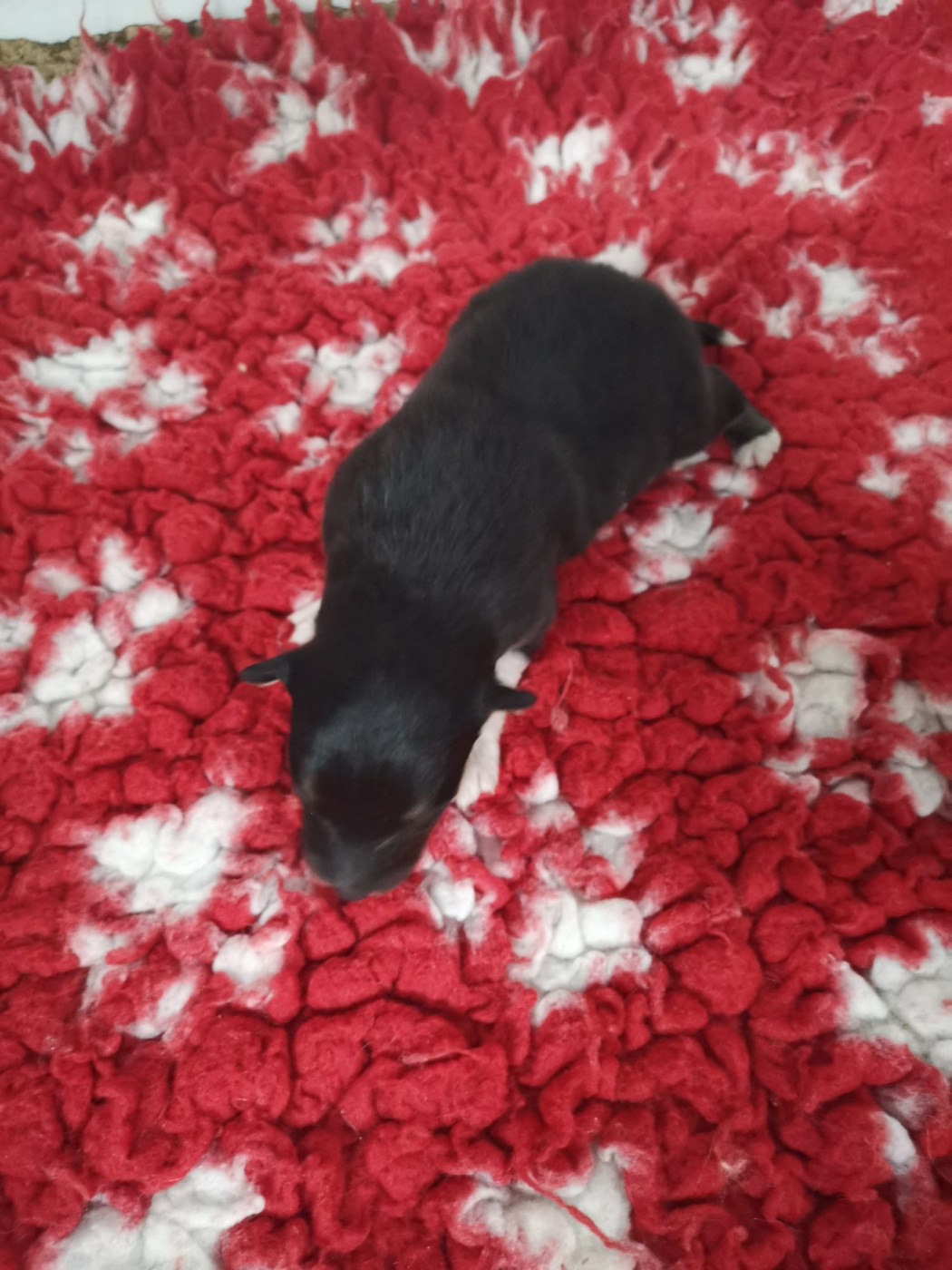 Des mille eclats des tournesol - Chiots disponibles - Shetland Sheepdog