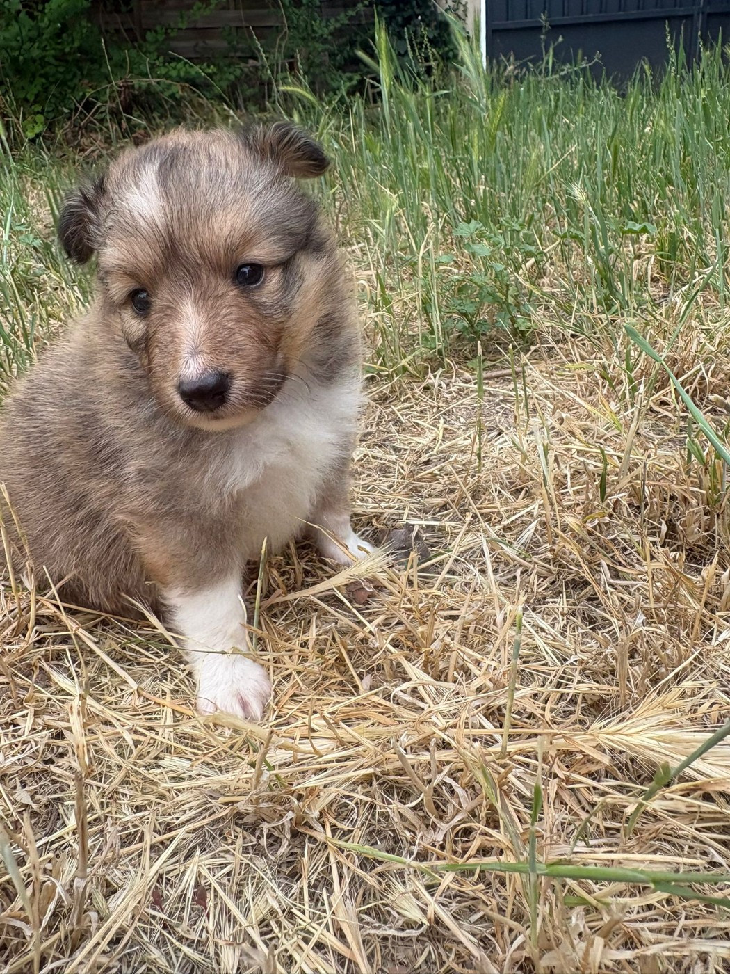 Des mille eclats des tournesol - Chiots disponibles - Shetland Sheepdog