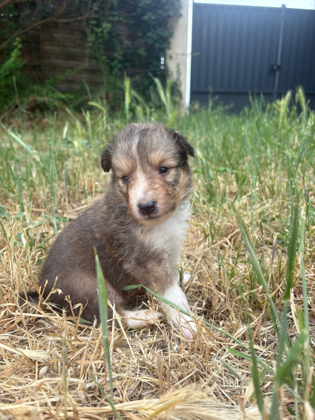 Des mille eclats des tournesol - Chiots disponibles - Shetland Sheepdog