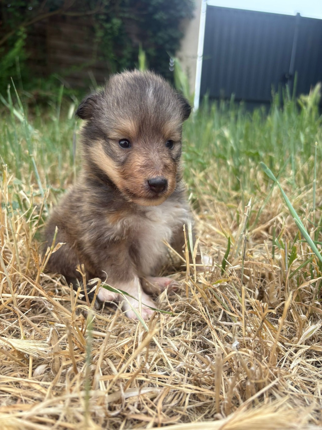 Des mille eclats des tournesol - Chiots disponibles - Shetland Sheepdog