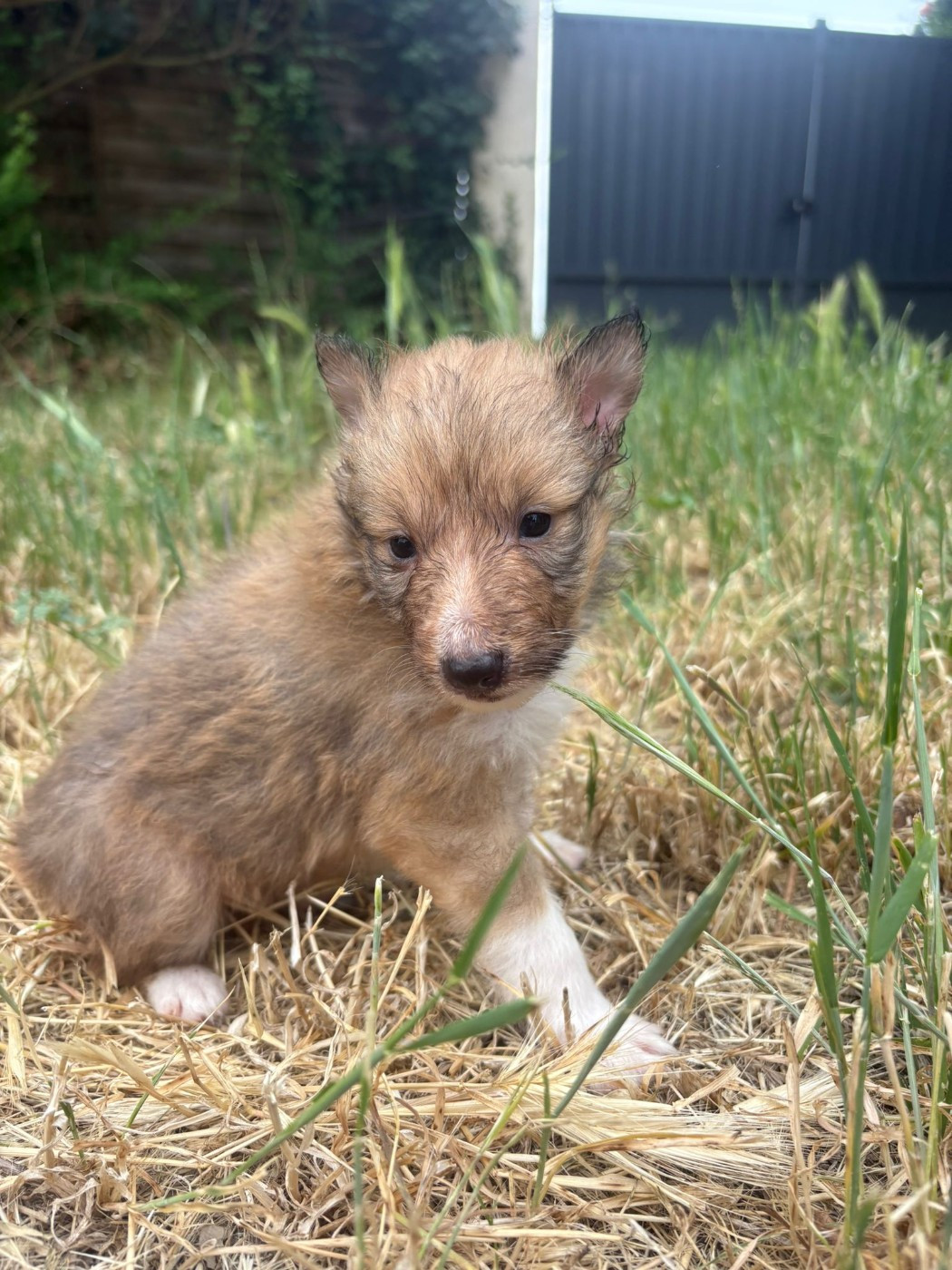Des mille eclats des tournesol - Chiots disponibles - Shetland Sheepdog