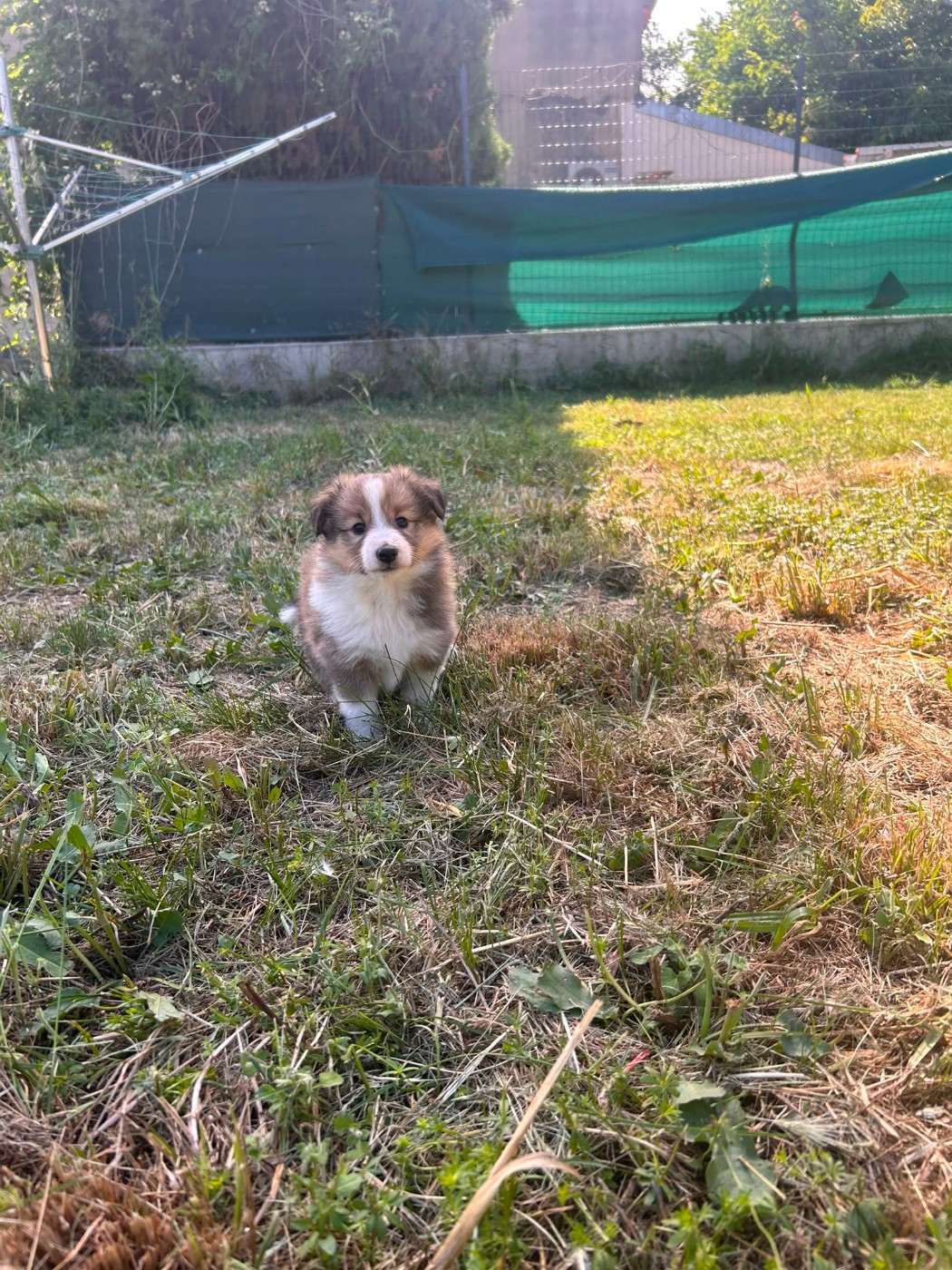 Des mille eclats des tournesol - Chiots disponibles - Shetland Sheepdog