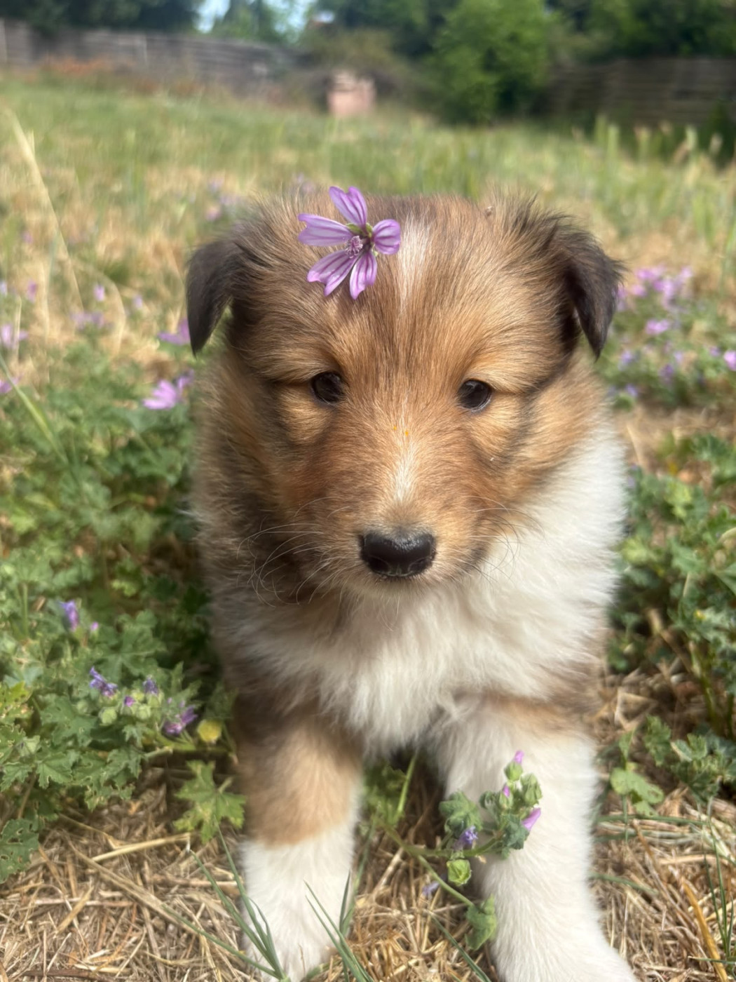 Des mille eclats des tournesol - Shetland Sheepdog - Portée née le 16/05/2026