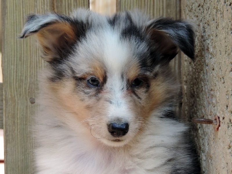 Des mille eclats des tournesol - Shetland Sheepdog - Portée née le 03/08/2015