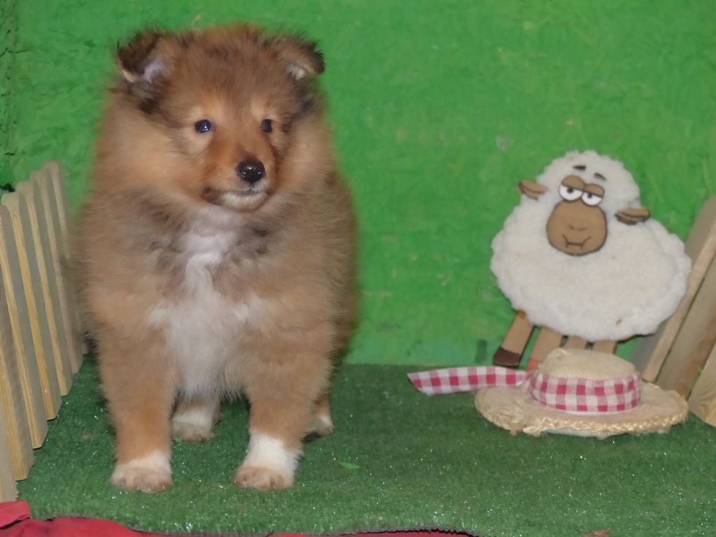 Des mille eclats des tournesol - Chiots disponibles - Shetland Sheepdog