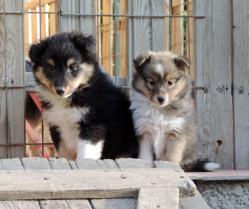 Des mille eclats des tournesol - Shetland Sheepdog - Portée née le 26/10/2015