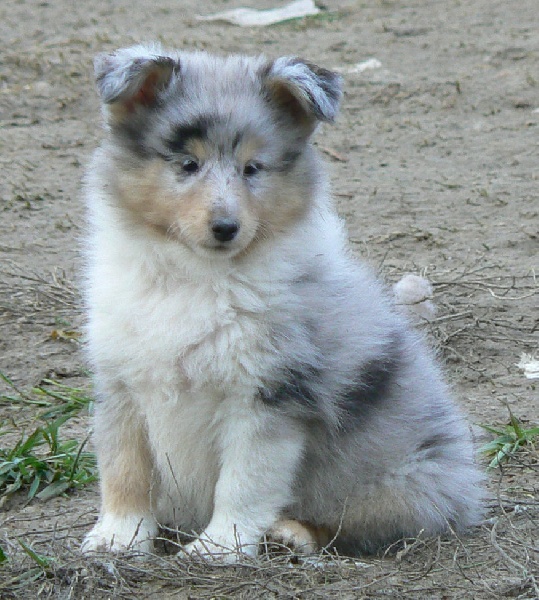 Des mille eclats des tournesol - Shetland Sheepdog - Portée née le 22/09/2011