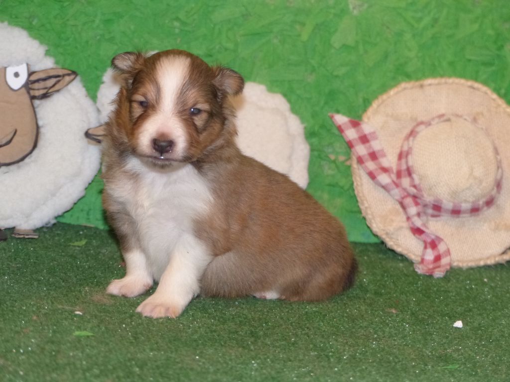 Des mille eclats des tournesol - Chiots disponibles - Shetland Sheepdog