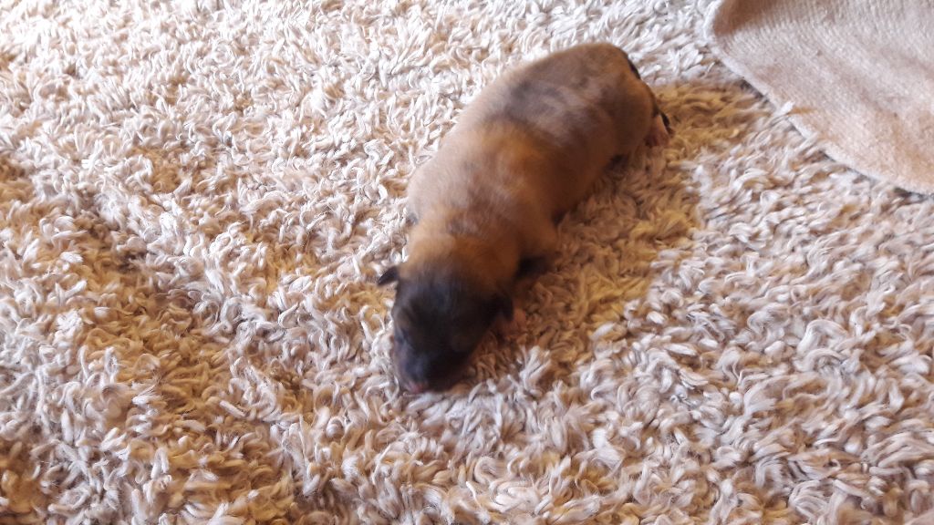 Des mille eclats des tournesol - Shetland Sheepdog - Portée née le 01/05/2017