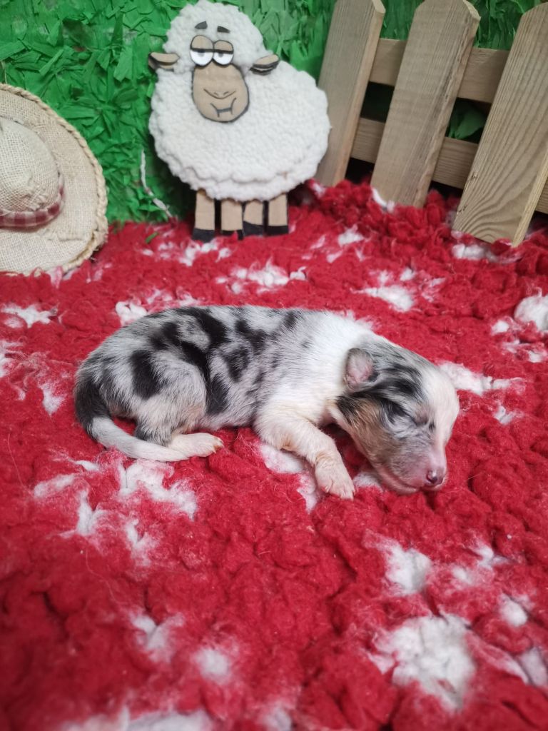 Des mille eclats des tournesol - Chiots disponibles - Shetland Sheepdog