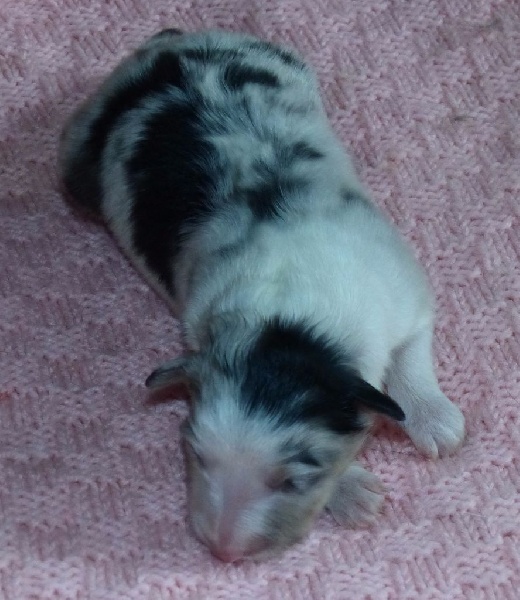 Des mille eclats des tournesol - Shetland Sheepdog - Portée née le 14/04/2015