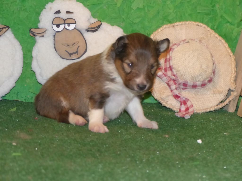 Des mille eclats des tournesol - Chiots disponibles - Shetland Sheepdog