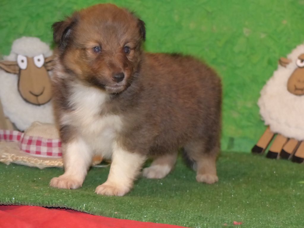 Des mille eclats des tournesol - Chiots disponibles - Shetland Sheepdog