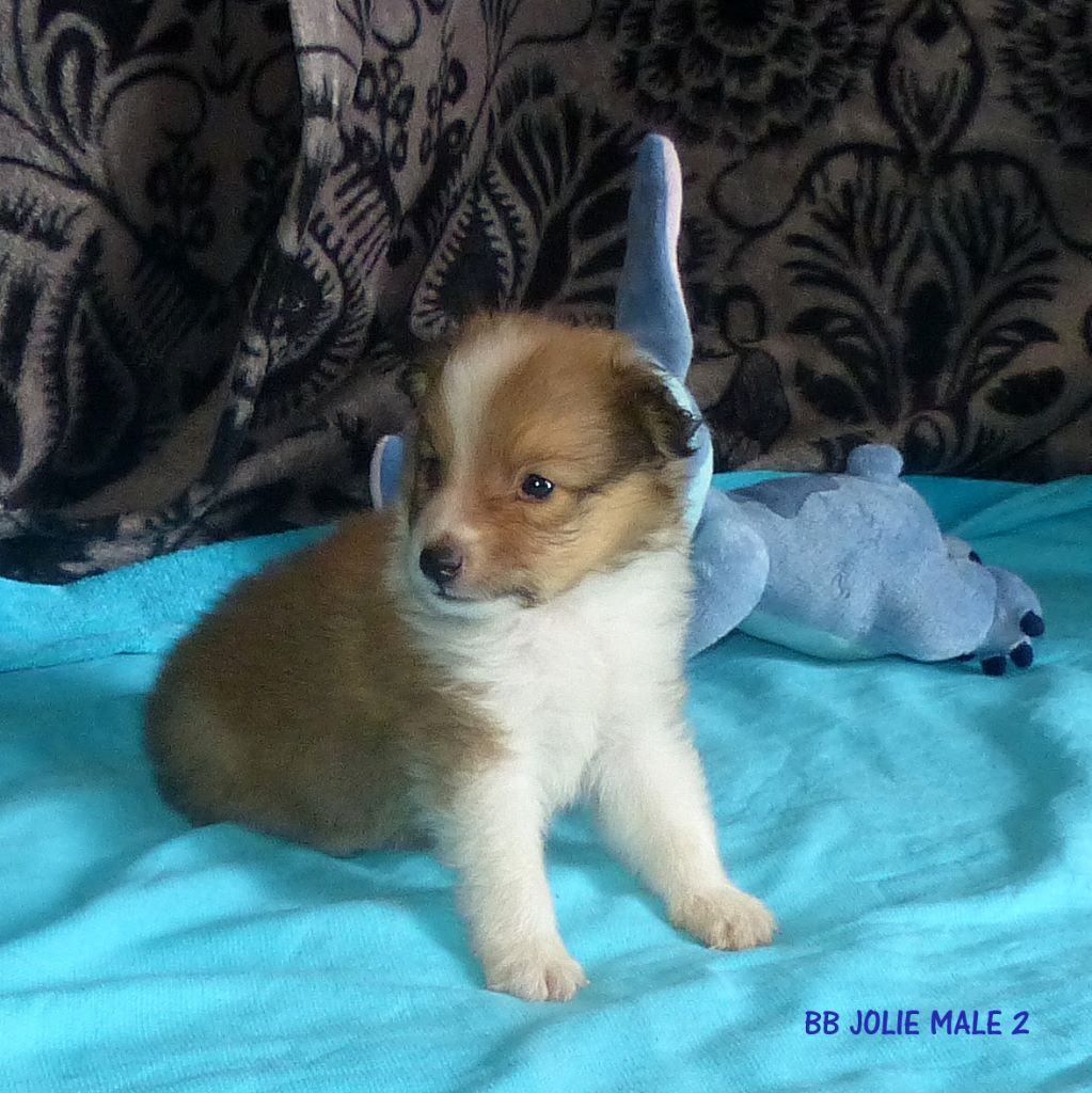 CHIOT