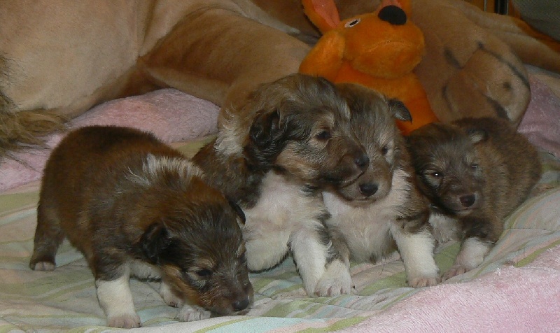 Des mille eclats des tournesol - Shetland Sheepdog - Portée née le 28/03/2012