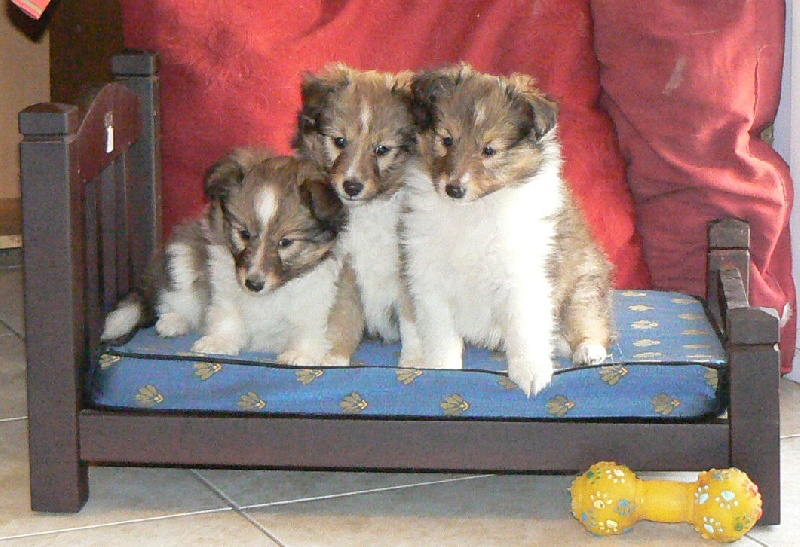 Des mille eclats des tournesol - Shetland Sheepdog - Portée née le 08/09/2011