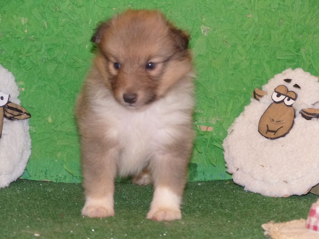 Des mille eclats des tournesol - Chiots disponibles - Shetland Sheepdog