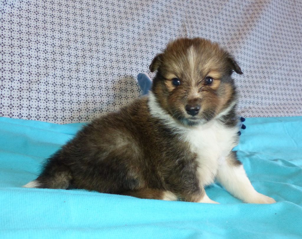 Des mille eclats des tournesol - Shetland Sheepdog - Portée née le 01/04/2019