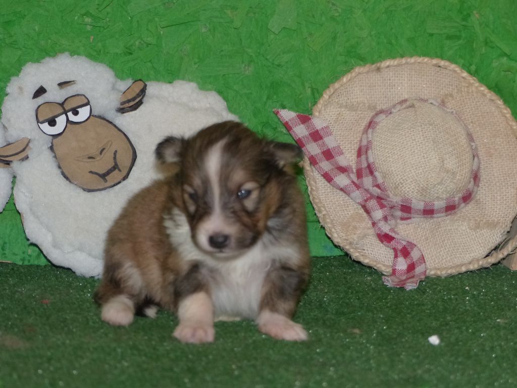 Des mille eclats des tournesol - Chiots disponibles - Shetland Sheepdog